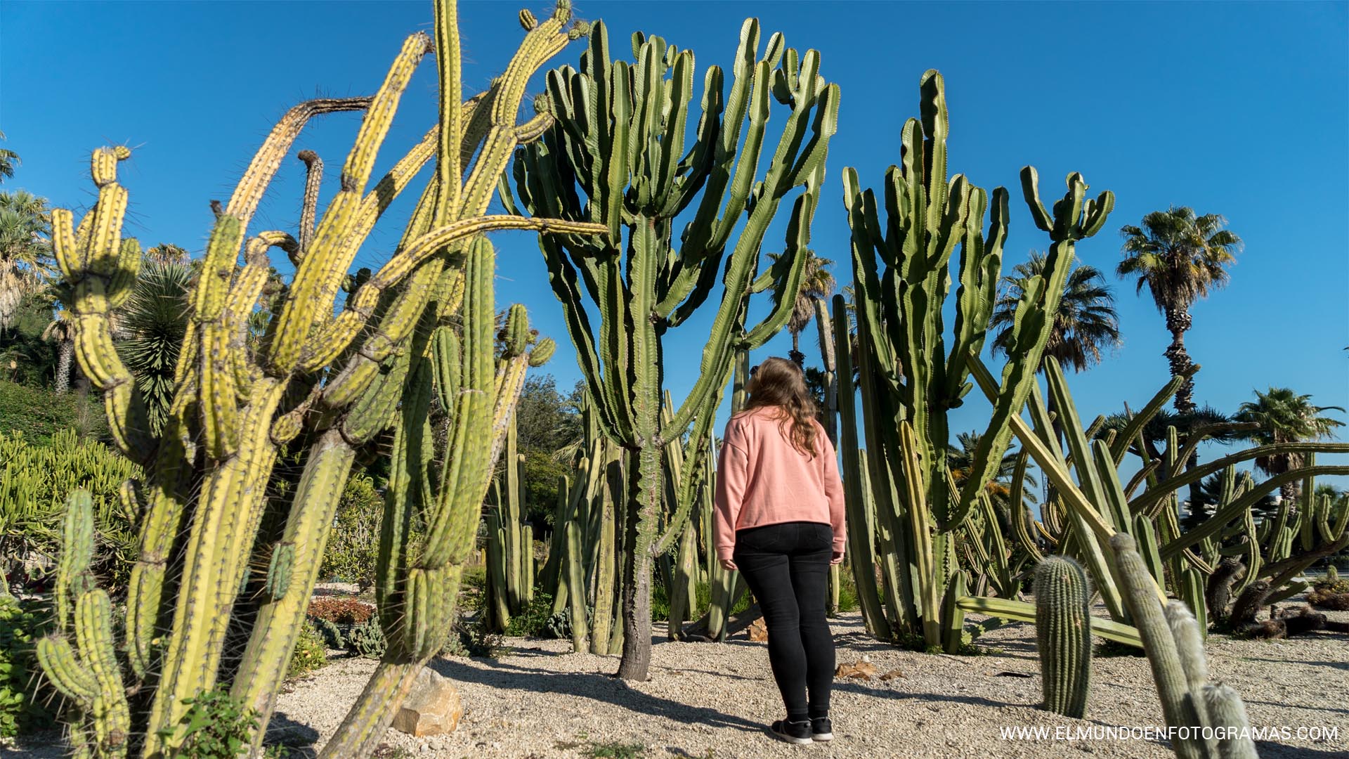 jardin-cactus-Barcelona